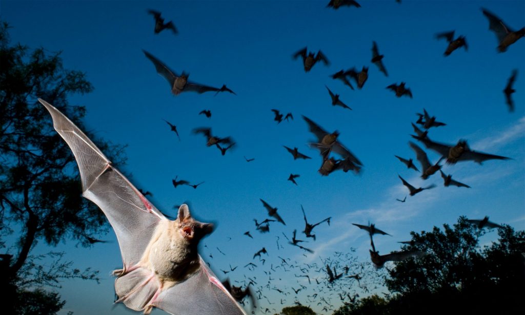 Safe & Effective Bat Removal 'Near Me' Main Line Bat Guy