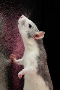 signs of rodents, rodent problem