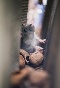 prevent seasonal wildlife invasions