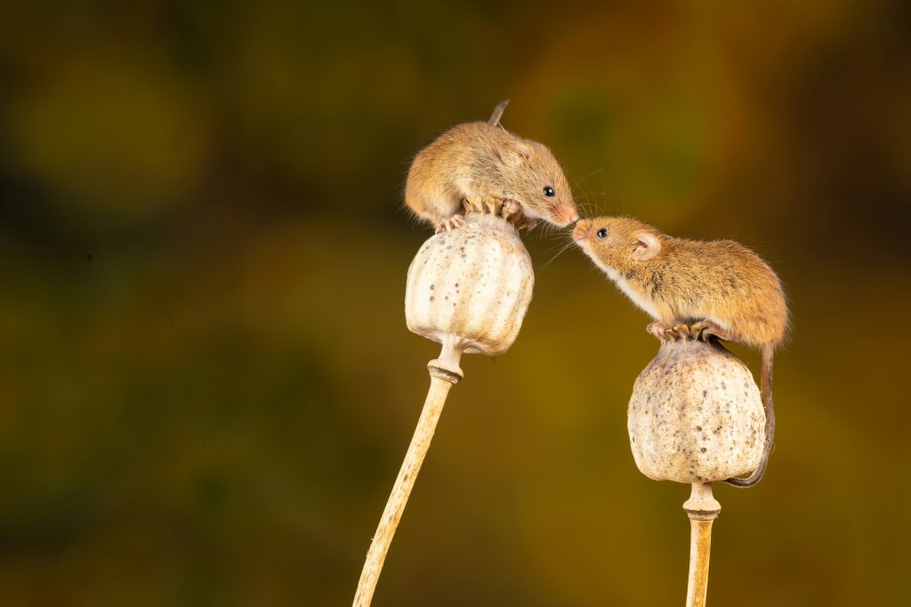 do mice ever stop reproducing