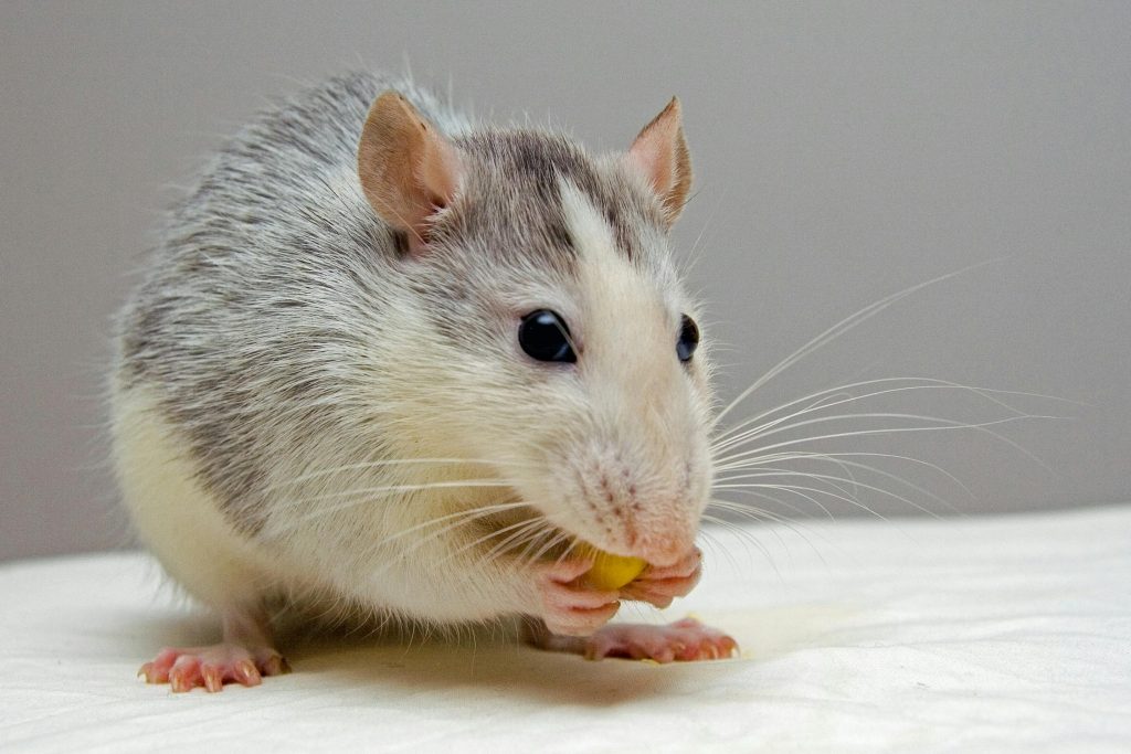 how to get rid of mice