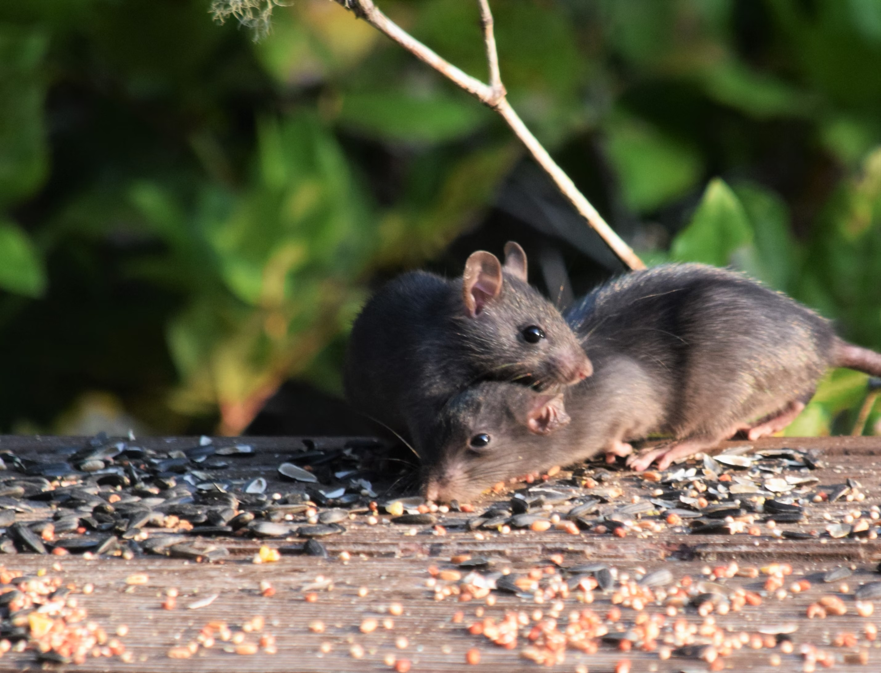 how to get rid of mice 
