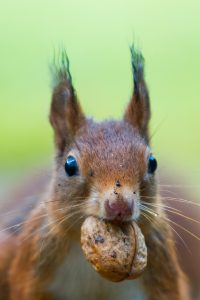 squirrel removal near me