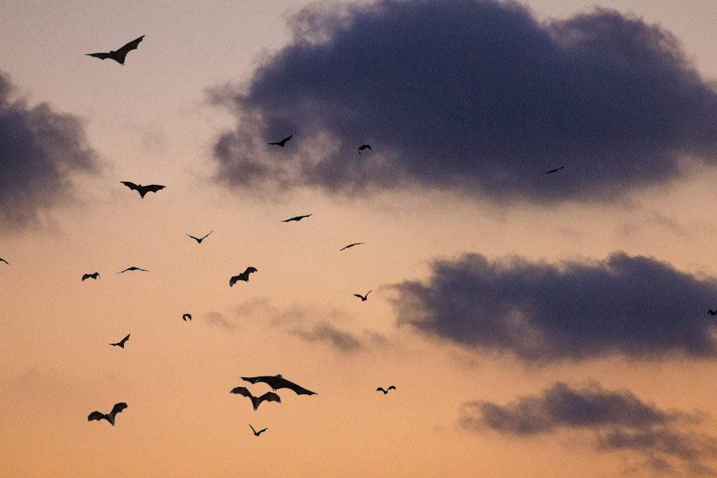 Fun Facts About Bats