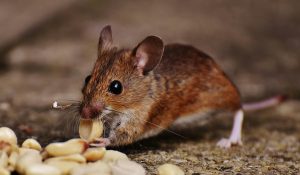 critter removal near me