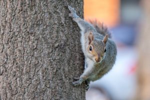 squirrel pest control villanova