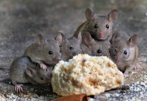 nuisance animals