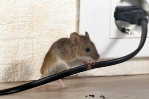 rodent removal