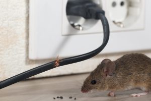 pest control services near me