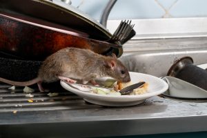 rodent removal