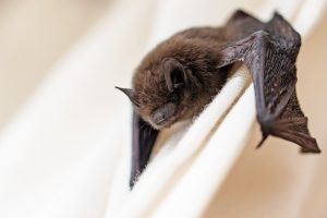 emergency wildlife removal