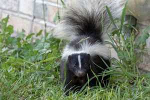 skunk control pennsylvania