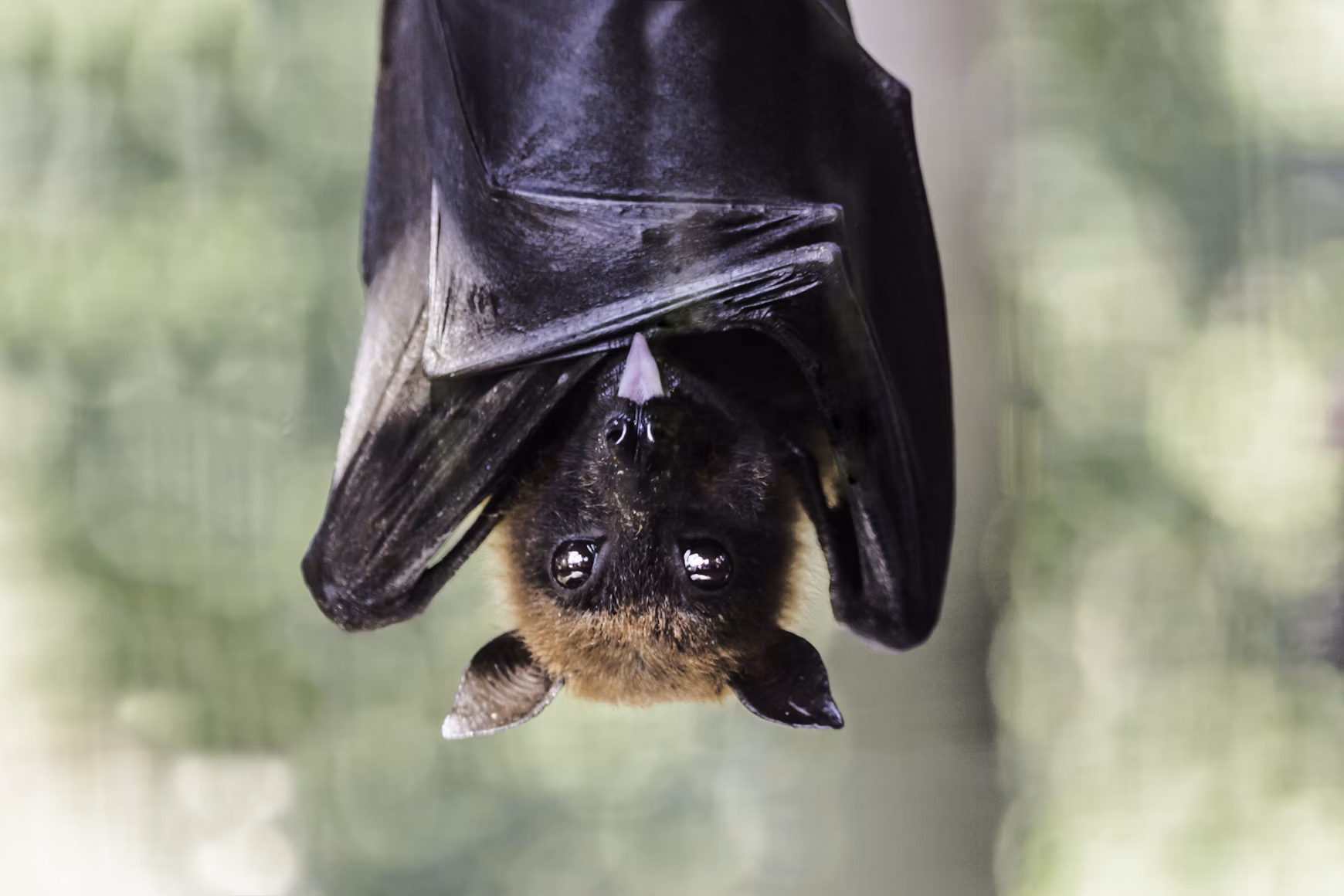 bat removal near me