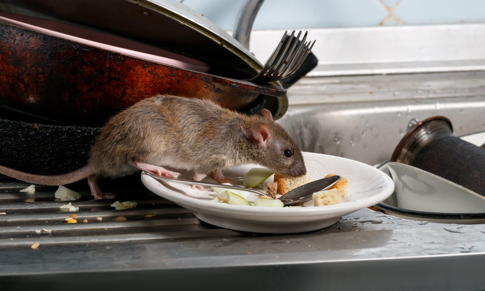 rodent removal